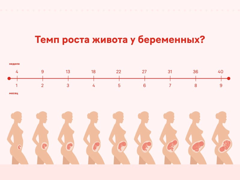Когда начинает расти живот при беременности – Фемибион